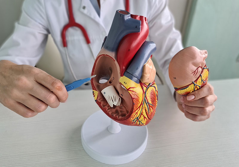 Hand of doctor cardiologist with scalpel anatomy of heart